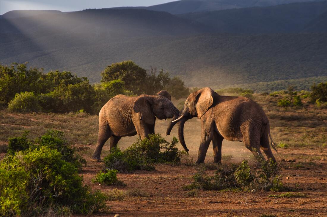 Two elephants fighting eachother